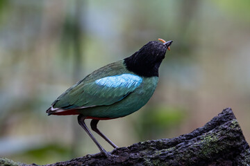 Nature Wildlife image of Borneo Hooded Pitta (Pitta sordida mulleri) on Rainforest jungle