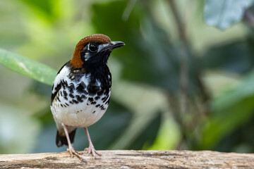 Wildlifd bird of Chestnut-capped Thrush perched in a tree with blur green background