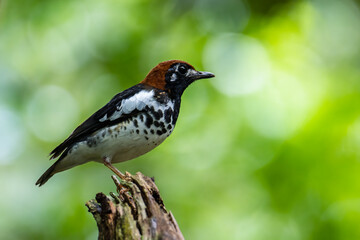 Wildlifd bird of Chestnut-capped Thrush perched in a tree with blur green background
