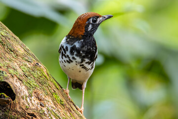 Wildlifd bird of Chestnut-capped Thrush perched in a tree with blur green background