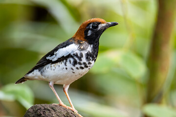 Wildlifd bird of Chestnut-capped Thrush perched in a tree with blur green background