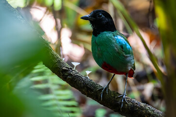 Nature Wildlife image of Borneo Hooded Pitta (Pitta sordida mulleri) on Rainforest jungle