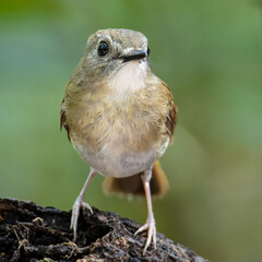 Fulvous-chested Jungle-Flycatcher (Rhinomyias olivacea) Borneo Island.