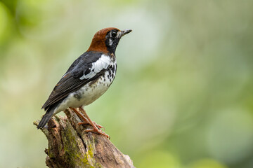 Wildlifd bird of Chestnut-capped Thrush perched in a tree with blur green background