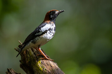 Wildlifd bird of Chestnut-capped Thrush perched in a tree with blur green background