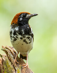 Wildlifd bird of Chestnut-capped Thrush perched in a tree with blur green background