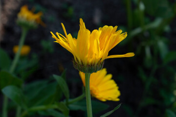 yellow flower