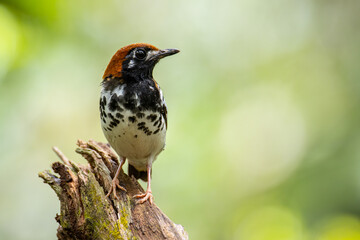 Wildlifd bird of Chestnut-capped Thrush perched in a tree with blur green background