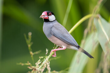 Nature Wildlife image of beautiful bird Java sparrow (Lonchura oryzivora) with green background