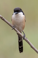 Nature wildlife image of Long-Tailed Shrike perch on tree brunch