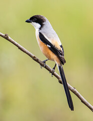 Obraz premium Nature wildlife image of Long-Tailed Shrike perch on tree brunch