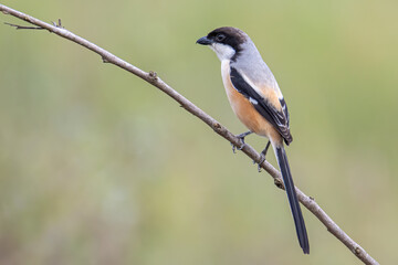 Nature wildlife image of Long-Tailed Shrike perch on tree brunch