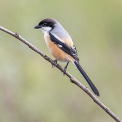 Nature wildlife image of Long-Tailed Shrike perch on tree brunch