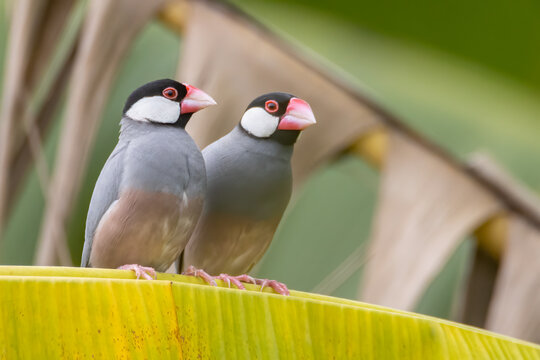 Nature Wildlife image of beautiful pair of bird Java sparrow (Lonchura oryzivora) with green background