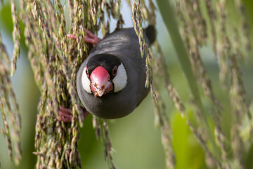 Nature Wildlife image of beautiful bird Java sparrow (Lonchura oryzivora) with green background
