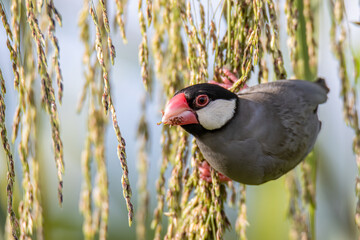 Nature Wildlife image of beautiful bird Java sparrow (Lonchura oryzivora) with green background