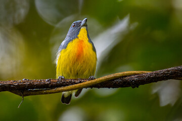 Nature wildlife image of Yellow-rumped flowerpecker (Prionochilus xanthopygius) endemic of Borneo