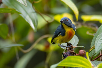 Nature wildlife image of Yellow-rumped flowerpecker (Prionochilus xanthopygius) endemic of Borneo