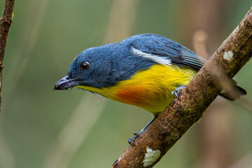 Nature wildlife image of Yellow-rumped flowerpecker (Prionochilus xanthopygius) endemic of Borneo