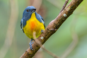Nature wildlife image of Yellow-rumped flowerpecker (Prionochilus xanthopygius) endemic of Borneo