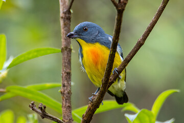 Nature wildlife image of Yellow-rumped flowerpecker (Prionochilus xanthopygius) endemic of Borneo