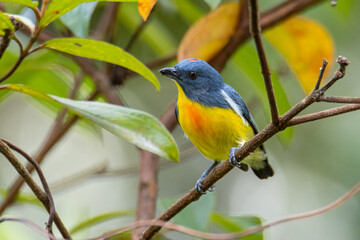 Nature wildlife image of Yellow-rumped flowerpecker (Prionochilus xanthopygius) endemic of Borneo