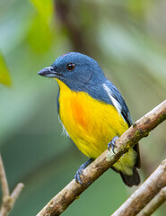Obraz premium Nature wildlife image of Yellow-rumped flowerpecker (Prionochilus xanthopygius) endemic of Borneo
