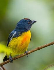 Obraz premium Nature wildlife image of Yellow-rumped flowerpecker (Prionochilus xanthopygius) endemic of Borneo