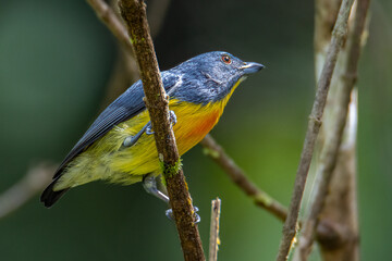 Nature wildlife image of Yellow-rumped flowerpecker (Prionochilus xanthopygius) endemic of Borneo