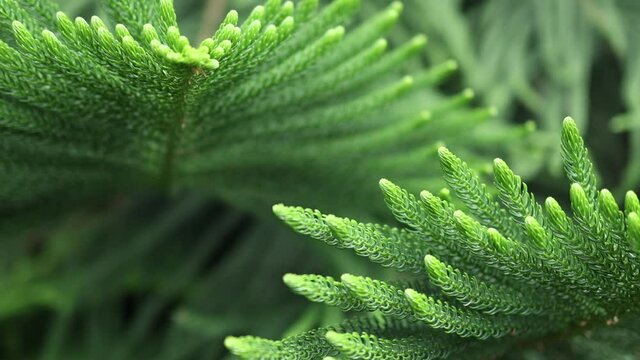 green leaves coniferous on brunches of araucanas pine Norfolk Island pine in detail close-up view. natural texture background