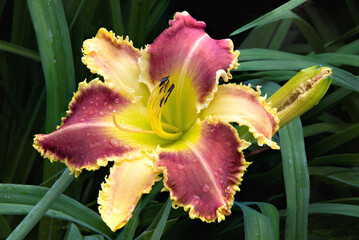 Raindrops on dazzling daylily blossom with yellow sepals and vibrant burgundy-colored petals. Flower petals have unusual  pointed edges resembling shark’s teeth. Hemerocallis Vaisseau d'Or.