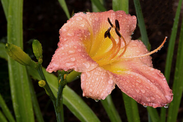 Fototapeta premium Soaking wet! Petals of pink daylily blossom drenched with hundreds of raindrops. Flower is reflected in tiny droplets clinging to long pistil extending out from center of blossom.