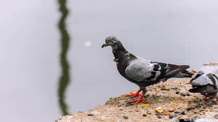 Old rock dove pecking on the foods on the concrete ground construction near the water stream. - Powered by Adobe