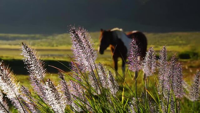 阿蘇草千里の馬とチカラシバ