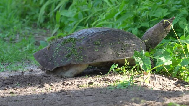 Florida Softshell Turtle burying eggs and leaving