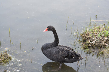 Obraz premium black swan on the lake