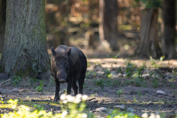 Wild boar in a forest in Hesse, Germany at a sunny day in summer.