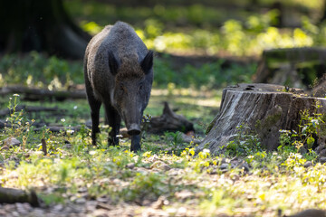 Wild boar in a forest in Hesse, Germany at a sunny day in summer.