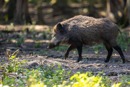 Wild boar in a forest in Hesse, Germany at a sunny day in summer.
