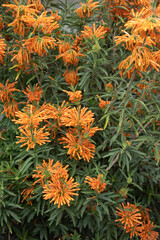 Reddish-Orange fuzzy Lion's Ear flowers