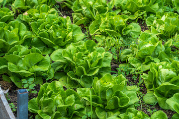Fototapeta na wymiar Beautiful organic green Butterhead lettuce or Salad vegetable garden on the soil growing,Harvesting Agricultural Farming.