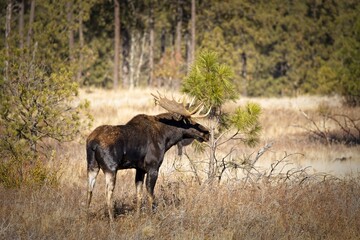 Bull moose in the woods.