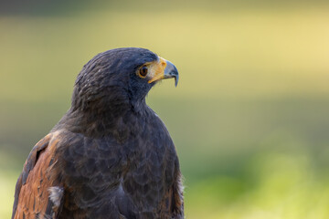 Portrait of a desert buzzard at a sunny day in summer.