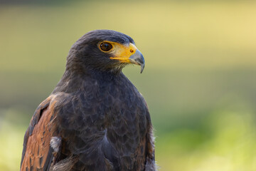 Portrait of a desert buzzard at a sunny day in summer.