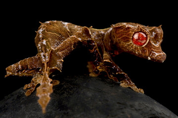 Obraz premium Spearpoint leaf-tailed gecko (Uroplatus ebenaui)