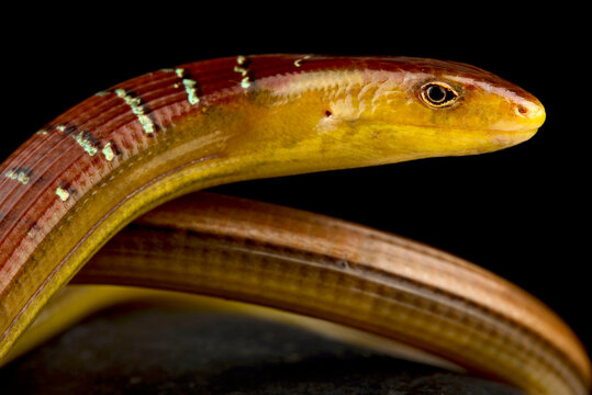 Hart's Glass Lizard (Dopasia harti)