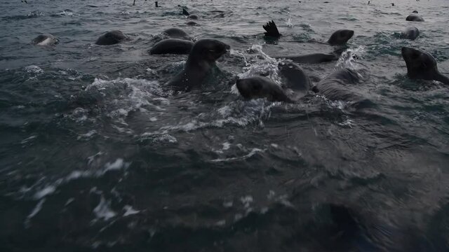 Antarctic fur seal pup close up in water