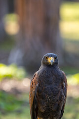 Portrait of a desert buzzard at a sunny day in summer.