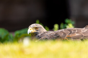 An eagle lying in a meadow at a sunny day in summer.