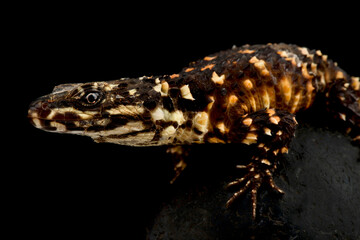 Warren’s Girdled Lizard (Smaug warreni)